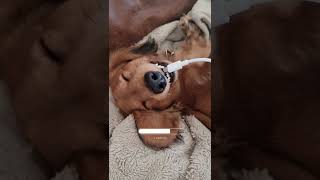 Recharging dachshund. What if people could do the same! #shorts