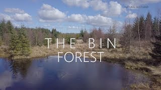 The Bin Forest