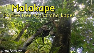 Malakape na puno | Narive tree | Quezon, Bukidnon