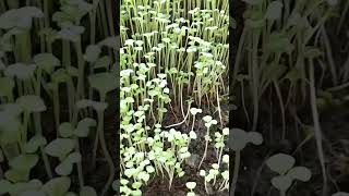 Dhaniya Ka paudhe 2 Din me germination #ytshorts #shorts #like #agriculture