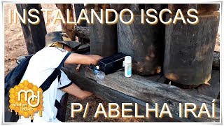 Instalando Iscas p/ Abelha Iraí (Nannotrigona Testaceicornis)