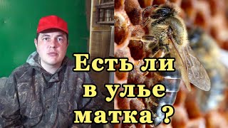 Как узнать есть ли матка в улье. Пчелиная семья без матки