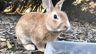 Very expressive rabbit is cute!