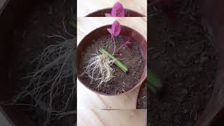 Best easy way to propagate rose plants from branch with aloe vera