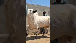 Dera Chacha Rahim Coming Soon -Bakra Mandi 2024 - Big Beauties #youtubeshort #fatehjangibull #foryou