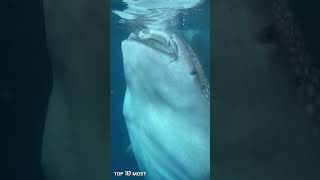 This Shark Whale Tried To Swallow This Man Whole | Top 10 Most #Shorts