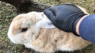 Rabbit: “Hey human, pet me more!”