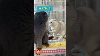 Nợ tiền phải có ý thức trả nghe chưa #shorts #pets #tuitienpet #cat #funny