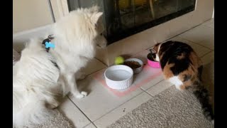 😺 Эй, это моя миска! 🐕 Смешное видео с собаками, кошками и котятами! 😸