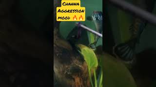 #shorts#viral#channa andrao#bilash aqua & vlogs