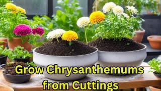 How to Grow Chrysanthemums from Cuttings with 100% Success