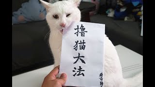 家里的7只猫突然爽到飞起，原因竟然是铲屎官用了这个！！