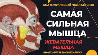 Жевательная мышца. Анатомия в 3D.