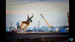 Morgan Heim on Conservation Photography