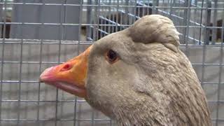 Mecklenburger Gänse*buff*Vorstellung*121. LIPSIA Leipzig 2017*Wassergeflügel*Goose