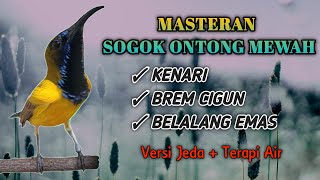 MASTERAN SOGOK ONTONG VARIASI MATERI PALING DICARI