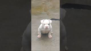 #Filhotes com 50 dias de vida ótimo temperamento e #estrutura #americanbully #canil #bullymicro