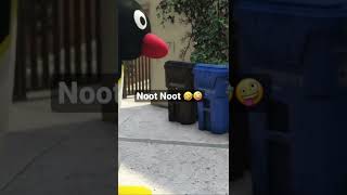 Noot 🤪 goes wrong