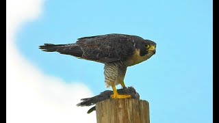 Peregrine Falcon  -  Pat O'Neil Bird ID's