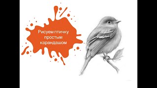 Рисуем Птичку Простым Карандашом! 🐦