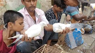 Cheapest pigeon in Magrahat| Pigeon market new video & all price updates #pigeonmarket #magrahat