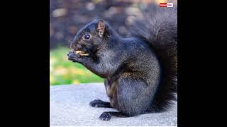 Rare and Black squirrel #shorts