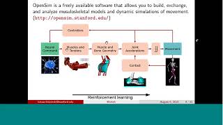 Webinar: Robust control strategies for musculoskeletal models using deep reinforcement learning