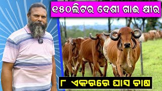 ୧୫୦ ଲିଟର ଦେଶୀ ଗାଈ କ୍ଷୀର || How to produce 150 litres of milk in Farm. @EfarmingOdisha