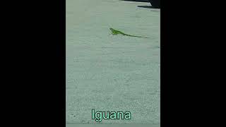 Iguana in Miami / Colorful Iguana  #shorts #reptiles #Lizard