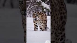 Snow Leopard vs. Extreme Cold: Survival in the Himalayas