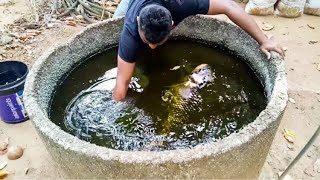 Obey Big giant gourami in cement tank - tank change