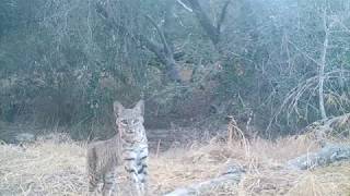 Bobcat near Rancho Santa Margarita