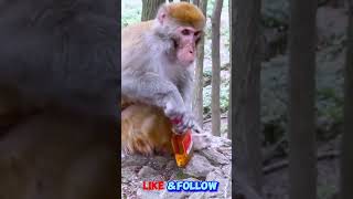 Monkey Lover support for food  #monkey #shortsvideo