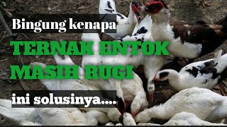 KATA SIAPA TERNAK ENTOK BIKIN RUGI