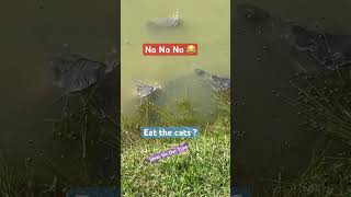 There Eating the Dogs There Eating the cats #catfish #funny #outdoors #everythingoutdoors