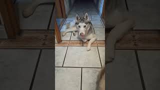 #short husky et chat sibérien neva masquerade