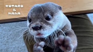 女子からの猛アタックにタジタジするカワウソ　Otter Gets Surprise Smooches!