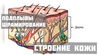 Подплывы и шрамирование ! 2 ч#обучениетату