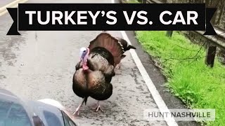 Gobblers Attacking Car