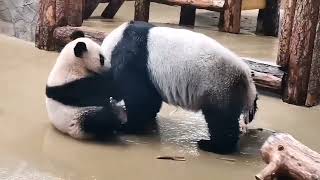 ❤️Обнимашки ❤️❤️❤️🐼🐼🐼Диндин и Катюша 💐💐💐#panda #animals #moscowzoo