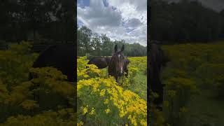 Horses2 #horse #animals #beautiful