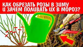 ОБРЕЗКА РОЗ ОСЕНЬЮ ПО ТИПУ РОСТА. ЧАЙНО-ГИБРИДНАЯ. ФЛОРБУНДА. ПЛЕТИСТАЯ. КАК ПРАВИЛЬНО?