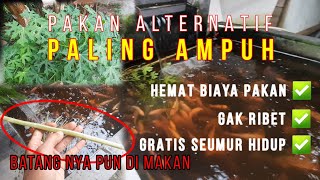 PAKAN ALTERNATIF DAUN YANG PALING DI SUKAI IKAN NILA DAN MUDAH DI DAPAT