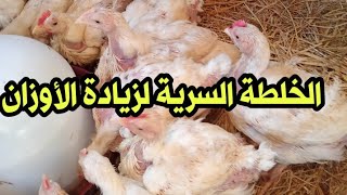 الخلطة السرية لزيادة الأوزان العملاق في أقل من شهر هتخلي فراخك أحجامها مفجاء و .....