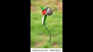 Resplendent quetzal #birds #animals #cute #cuteanimals #beautyofnature #cutebirds #shorts