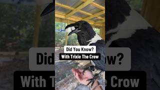 Did You Know? With Trixie the Crow!