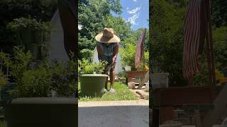 Potting blueberries on patio garden!  #blueberries #containergardening #backyardorchard #shorts