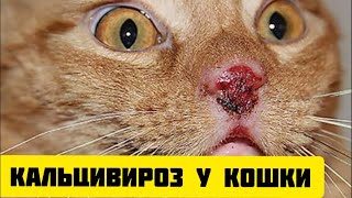 Кальцивироз у кошки: симптомы, лечение | Защитите своего кота от этой страшной болезни