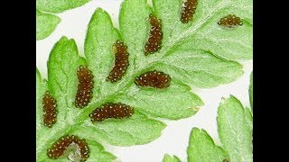 FERN BLOOMS? Fern under a microscope, plus plant facts and legends for kids! - with Eric