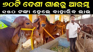 ଓଡ଼ିଶାରେ ନୂଆ ଦେଶୀ ଗାଈ ଫାର୍ମ || How to start new Desi dairy farm in Odisha. @EfarmingOdisha